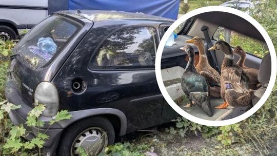 Hodowla kaczek w Oplu zamieniła się w blaszaną pułapkę. Służby uratowały zwierzęta