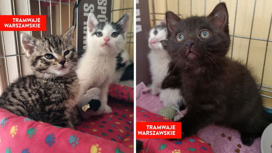 „Adoptuj kota z zajezdni”. Tramwaje Warszawskie pomagają zwierzętom znaleźć dom