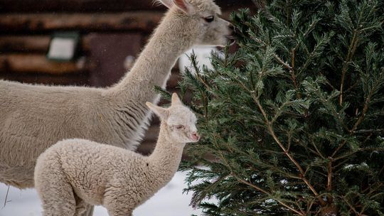 Alpaka - Nowy mieszkaniec Warszawskiego ZOO Alpaka - Nowy mieszkaniec Warszawskiego ZOO