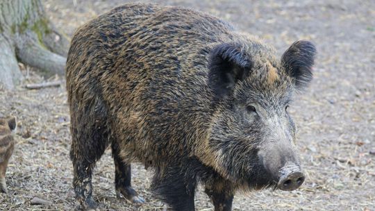 Apel do prezydenta Warszawy ws. dzików. „Masowy odstrzał może przyspieszyć rozprzestrzenianie wirusa”