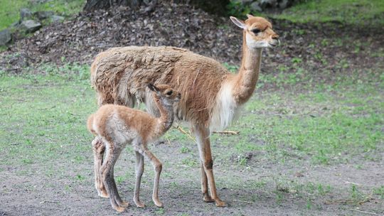 Nowa wikunia w warszawskim zoo