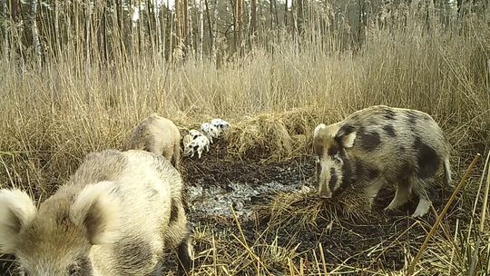 Coraz więcej dzików w Warszawie. Miasto rozszerza działania związane z bezpieczeństwem mieszkańców.