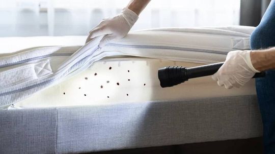 Coś cię gryzie w nocy? To mogą być pluskwy