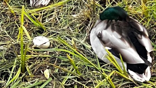 Zniszczone lęgi kaczek przy Kanale Wawerskim