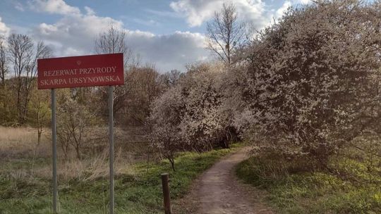 Rezerwat Skarpa Ursynowska obok którego ma powstać droga.