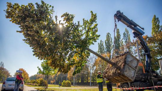 Drzewa przeniesione z placu Powstańców na Pragę walczą o przetrwanie. „Mają trudności z przyjęciem się”