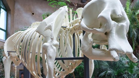 „Erna wraca do stada”. Warszawskie ZOO odsłoniło szkielet słonicy wydrukowany w 3D.