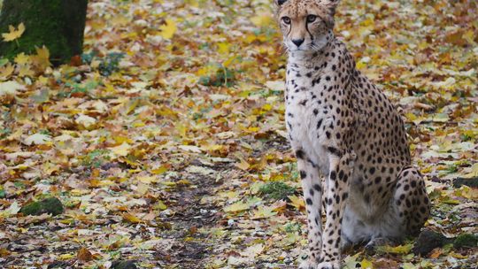 Gepardzica Wilma opuszcza stołeczne zoo. Tak zdecydował koordynator gatunku
