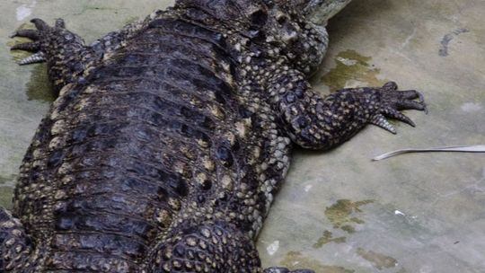 Krokodyle bez tajemnic. „Spotkanie z Opiekunem” w Warszawskim ZOO.
