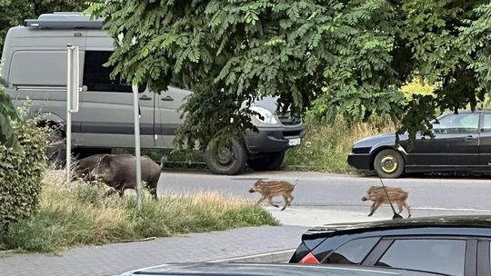 Dziki przechadzające się ulicami Wilanowa