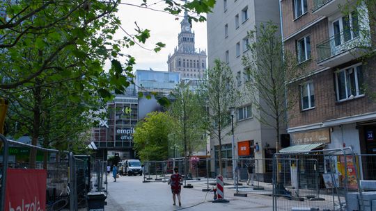 Drzewa na ulicy Chmielnej w Warszawie - Nowe Centrum Warszawy.