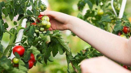 Nasiona pomidora – wybierz najlepsze odmiany i ciesz się domowymi pomidorami!