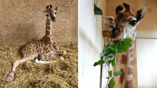 Nowy maluch w Warszawskim Zoo. Na świat przyszła żyrafa Pietruszka