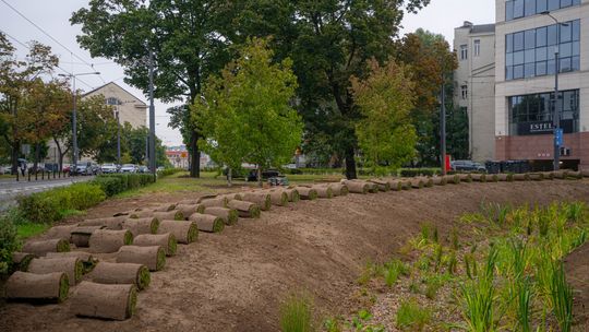 Na tyłach Muzeum Niepodległości powstaje ogród deszczowy