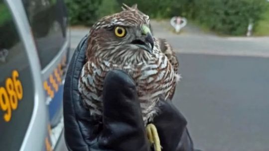 Pechowy lot krogulca na Woli. Ptakiem zajęły się służby