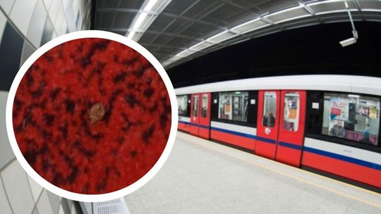 Pluskwa w metrze w Warszawie. Radny interweniuje w sprawie. zapewnienia czystości w komunikacji miejskiej