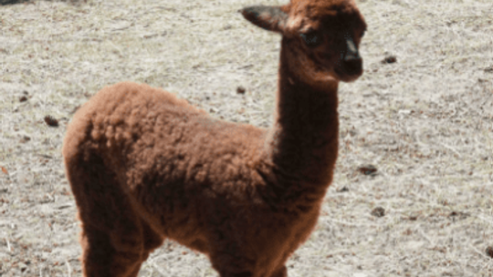 „Sancho”, „Sasanka” i „Sernik”. Młode zwierzęta z Warszawskiego ZOO mają już imiona.