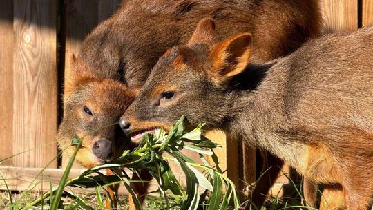 Sasanka podbiła serca internautów. Mała pudu została „Zwierzakiem Miesiąca” w Warszawskim ZOO.