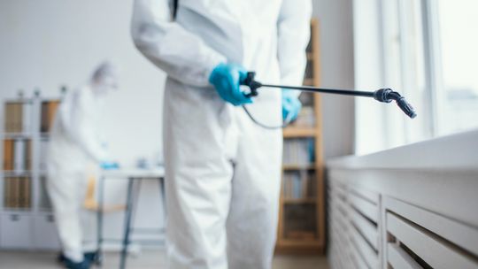 Skuteczna dezynsekcja Warszawa – jak pozbyć się niechcianych owadów?
