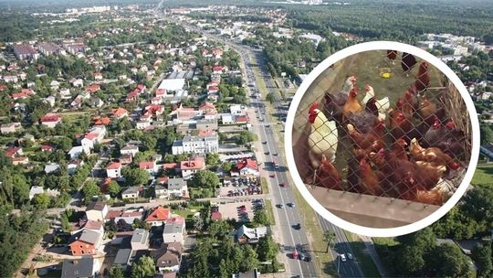 Spór o kury na Białołęce. Miasto bezradne, radny interweniuje