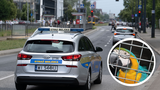 Straż miejska złapała uciekiniera. Ma piękny dziób i kolorowe skrzydła