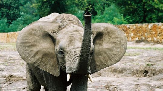 „Światowy Dzień Słonia” w Warszawskim ZOO. Spotkanie z opiekunem i niezwykła historia Erny.