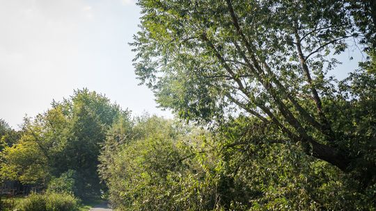 Zarząd Zieleni usunie spróchniałe drzewa w parku na Żoliborzu