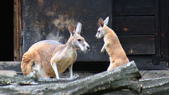 Warszawskie ZOO poszukuje imienia dla kangurzątka. Maluch ma kilka miesięcy