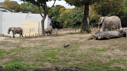 Zwierzęta, które udało się ocalić. Nowa wystawa Warszawskiego ZOO przy trasie W-Z.
