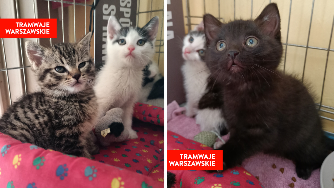 „Adoptuj kota z zajezdni”. Tramwaje Warszawskie pomagają zwierzętom znaleźć dom