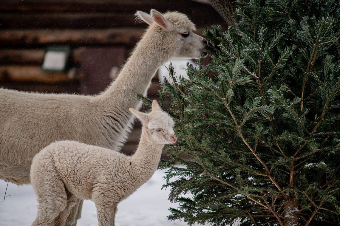 Alpaka - Nowy mieszkaniec Warszawskiego ZOO Alpaka - Nowy mieszkaniec Warszawskiego ZOO