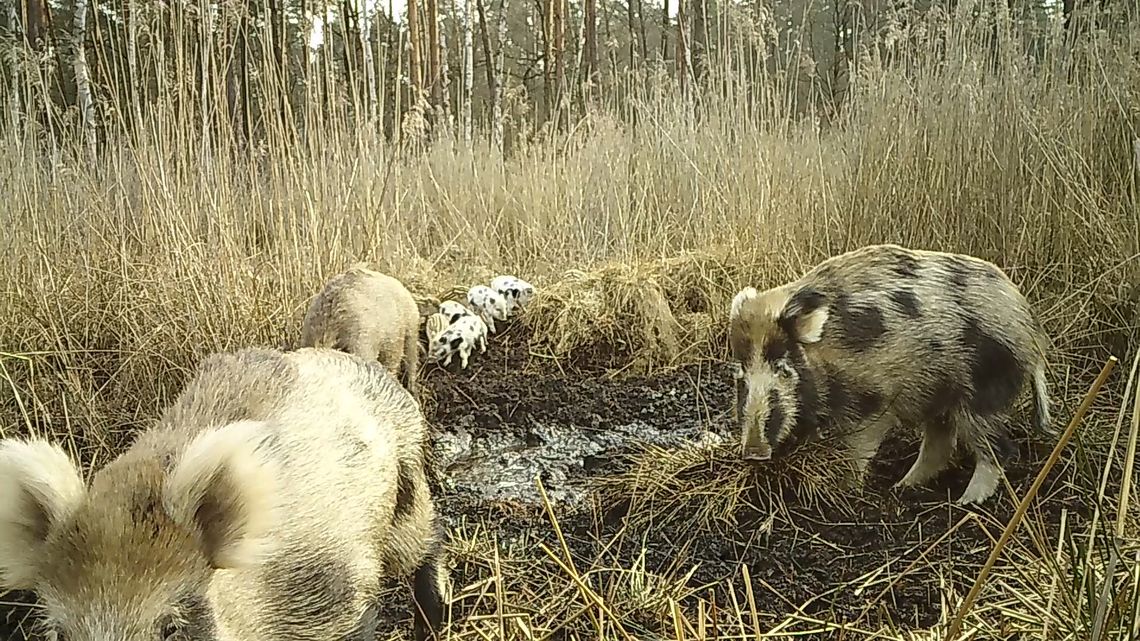 Coraz więcej dzików w Warszawie. Miasto rozszerza działania związane z bezpieczeństwem mieszkańców. Coraz więcej dzików w Warszawie. Miasto rozszerza działania związane z bezpieczeństwem mieszkańców.