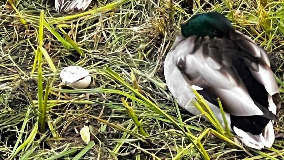 Zniszczone lęgi kaczek przy Kanale Wawerskim