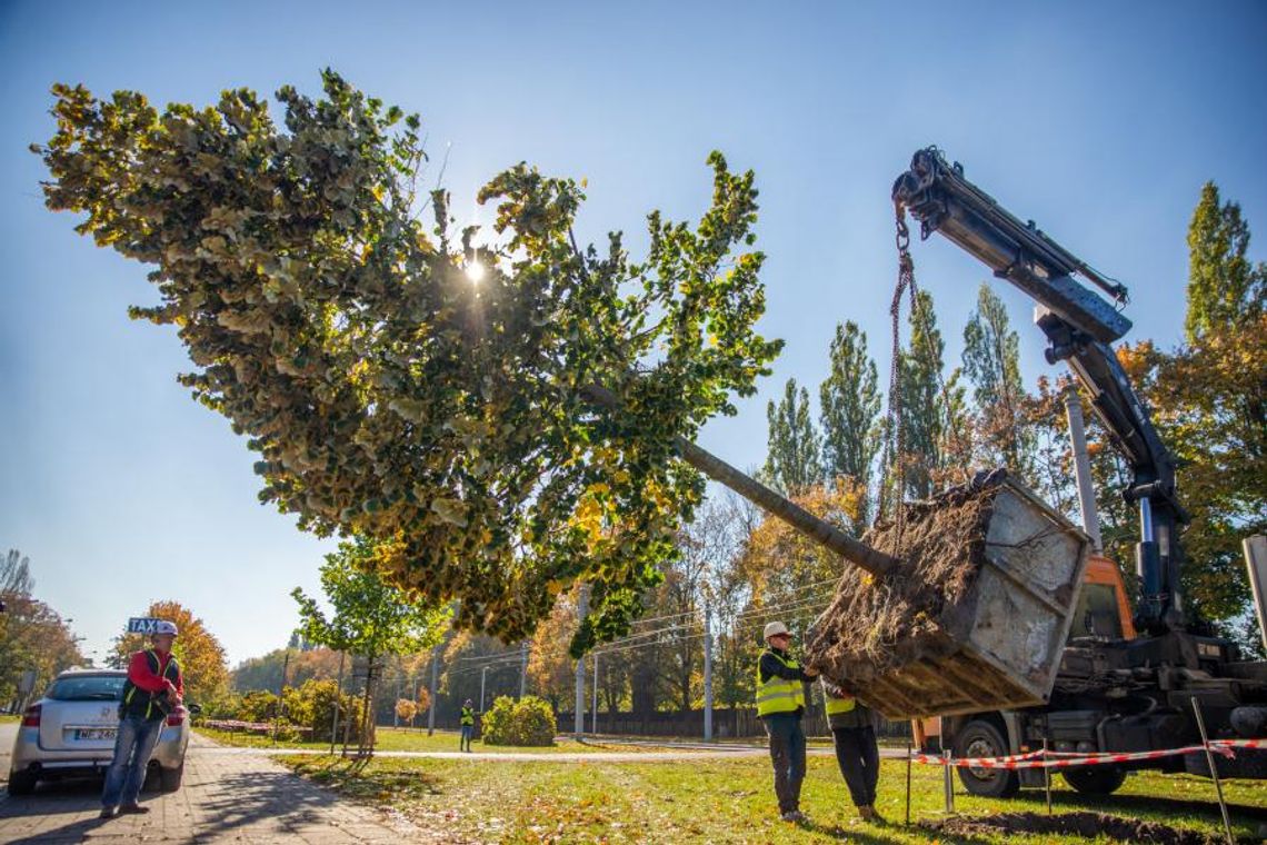 Drzewa przeniesione z placu Powstańców na Pragę walczą o przetrwanie. „Mają trudności z przyjęciem się”