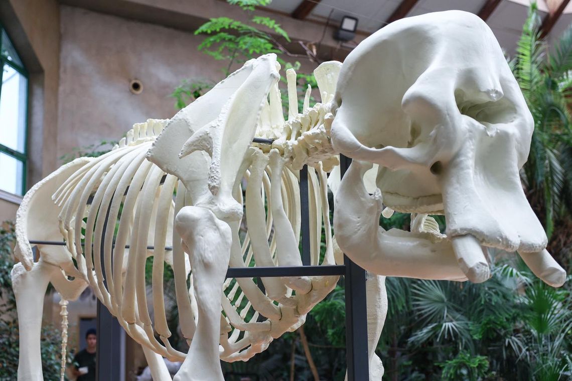 „Erna wraca do stada”. Warszawskie ZOO odsłoniło szkielet słonicy wydrukowany w 3D. „Erna wraca do stada”. Warszawskie ZOO odsłoniło szkielet słonicy wydrukowany w 3D.