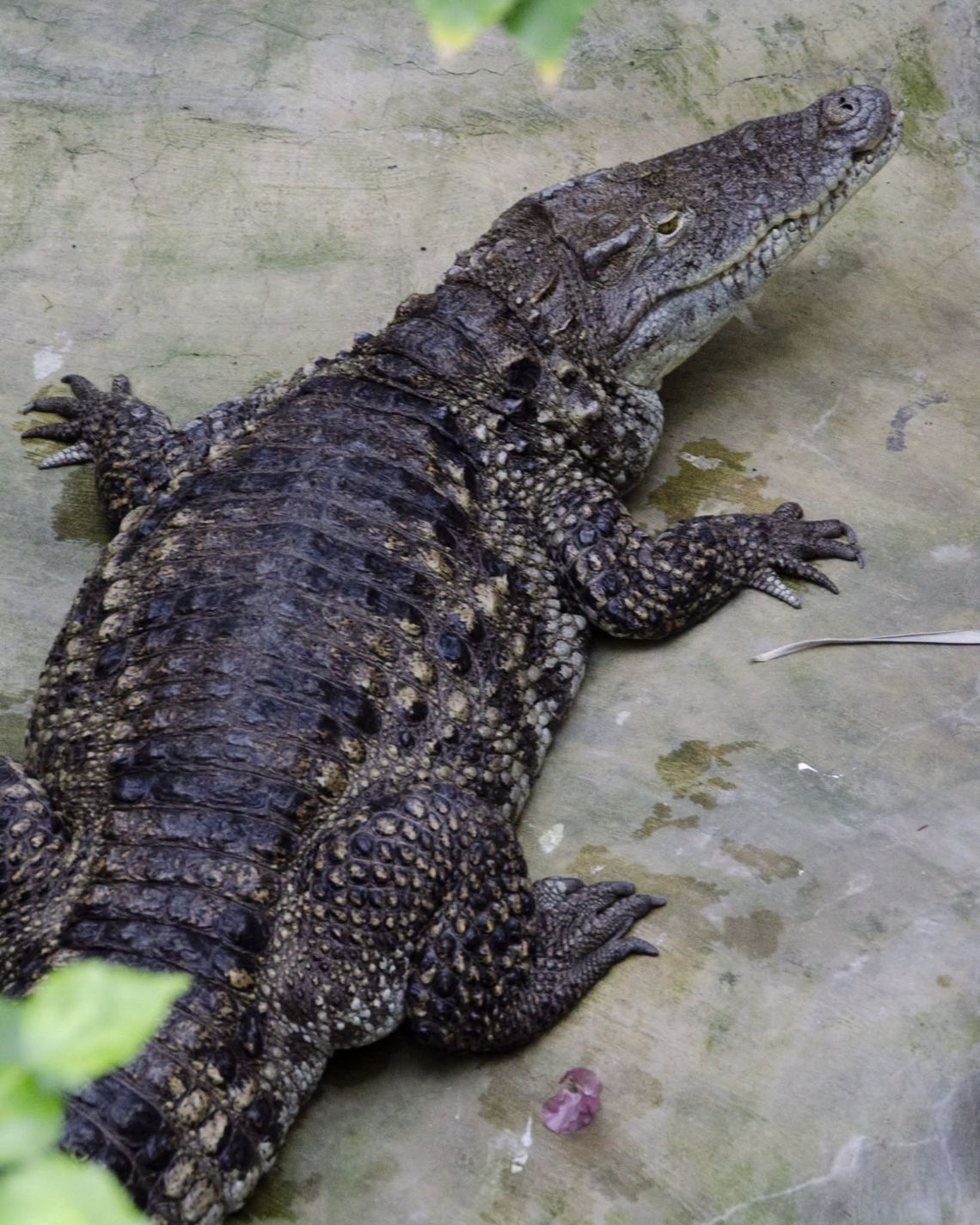 Krokodyle bez tajemnic. „Spotkanie z Opiekunem” w Warszawskim ZOO.