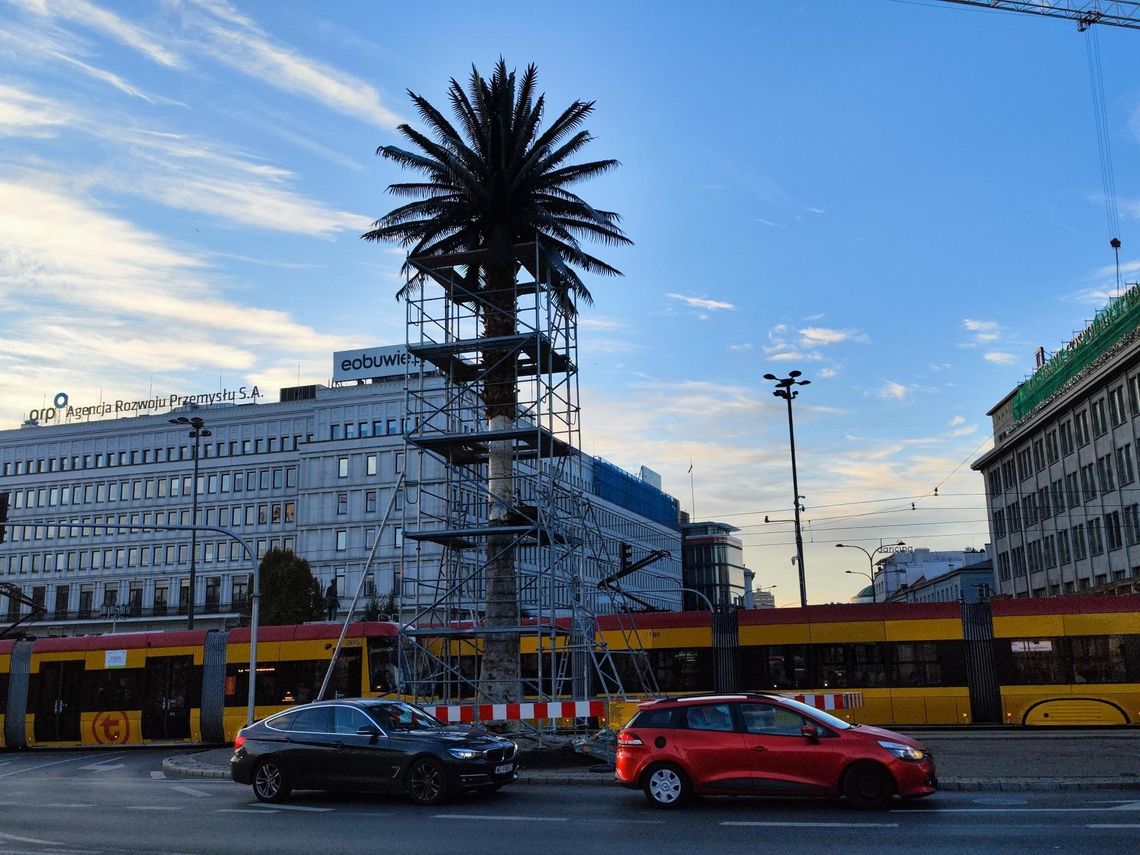 Słynna palma przechodzi remont generalny