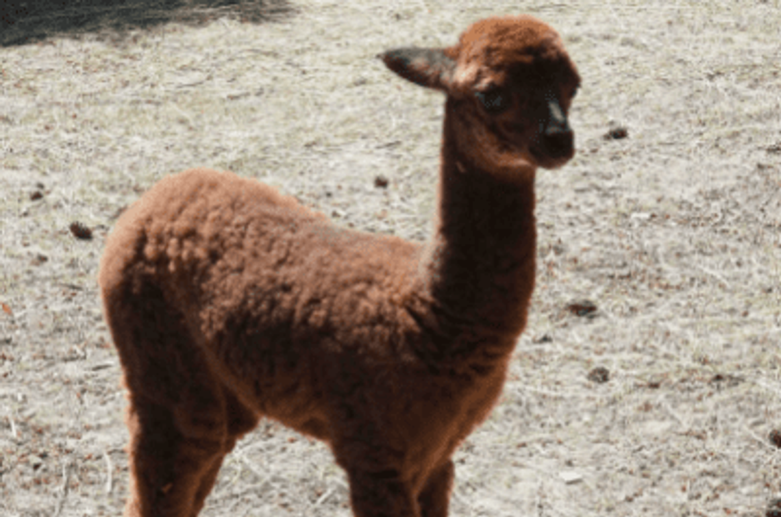 „Sancho”, „Sasanka” i „Sernik”. Młode zwierzęta z Warszawskiego ZOO mają już imiona.