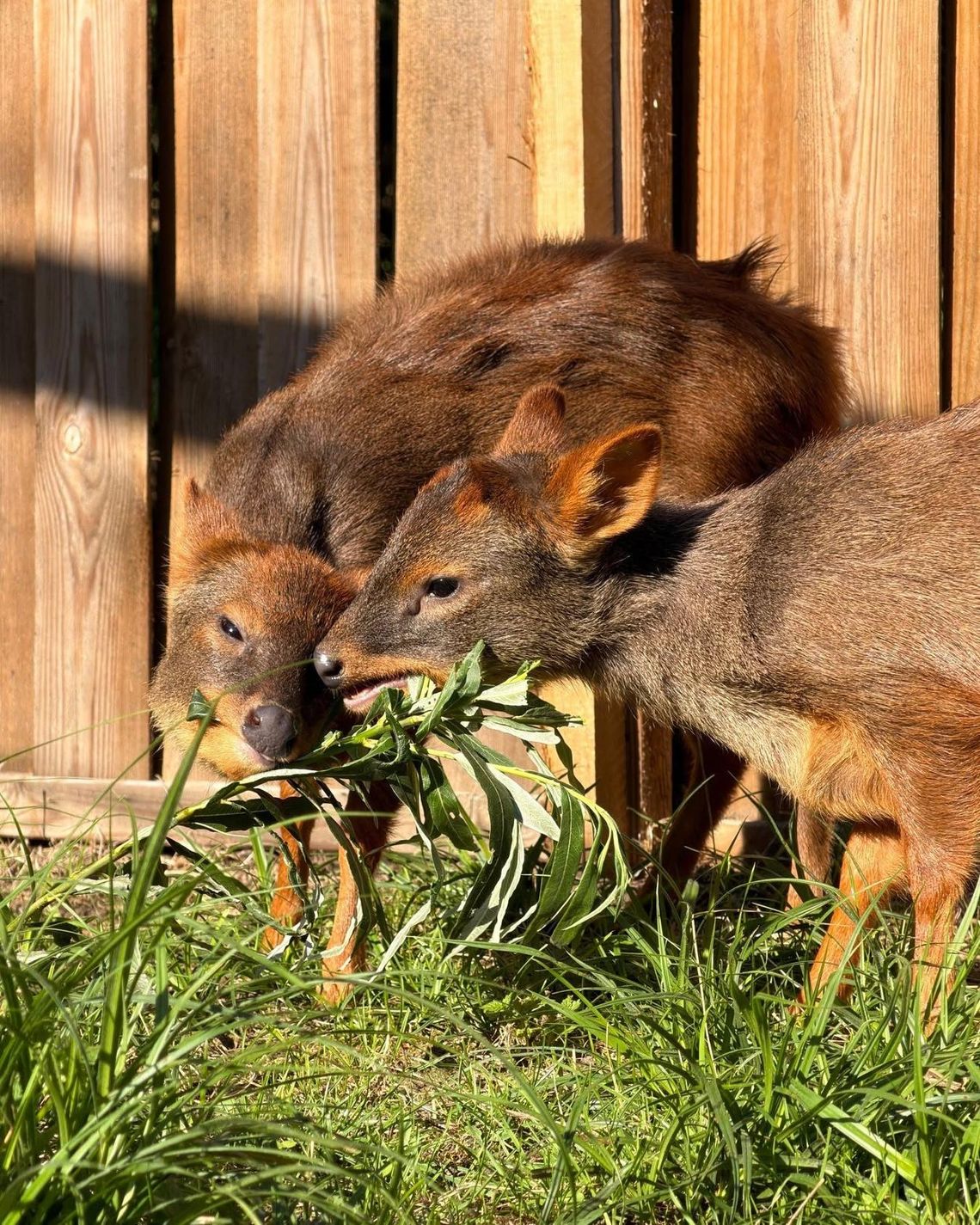 Sasanka podbiła serca internautów. Mała pudu została „Zwierzakiem Miesiąca” w Warszawskim ZOO. Sasanka podbiła serca internautów. Mała pudu została „Zwierzakiem Miesiąca” w Warszawskim ZOO.