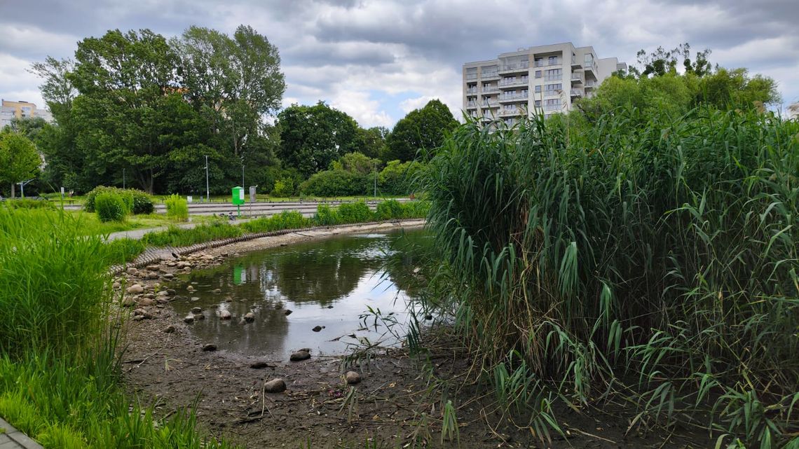 Niski stan wody w stawie Parku Szymańskiego