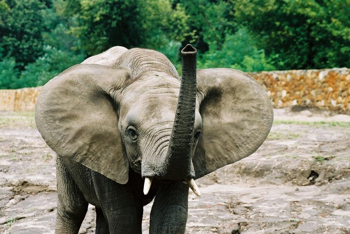 „Światowy Dzień Słonia” w Warszawskim ZOO. Spotkanie z opiekunem i niezwykła historia Erny. „Światowy Dzień Słonia” w Warszawskim ZOO. Spotkanie z opiekunem i niezwykła historia Erny.