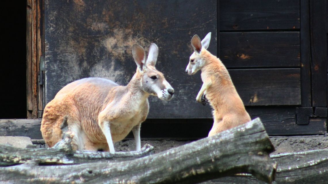 Warszawskie ZOO poszukuje imienia dla kangurzątka. Maluch ma kilka miesięcy