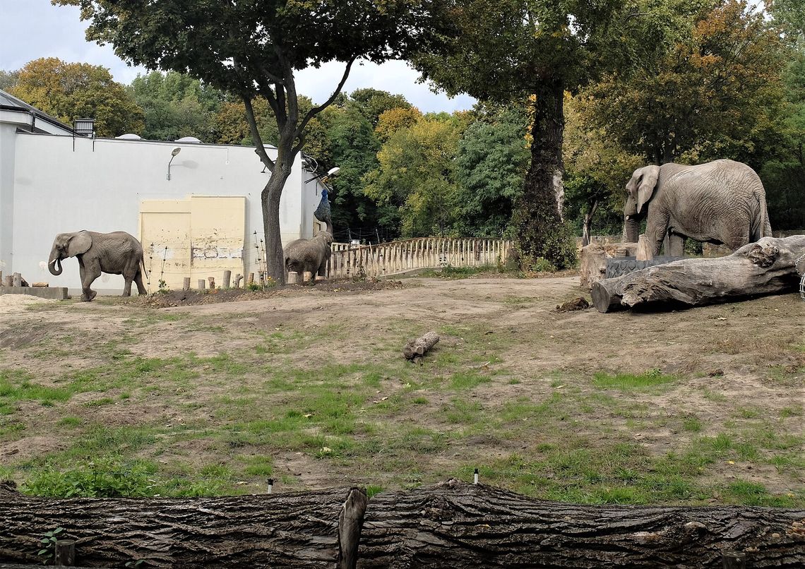 Zwierzęta, które udało się ocalić. Nowa wystawa Warszawskiego ZOO przy trasie W-Z. Zwierzęta, które udało się ocalić. Nowa wystawa Warszawskiego ZOO przy trasie W-Z.
