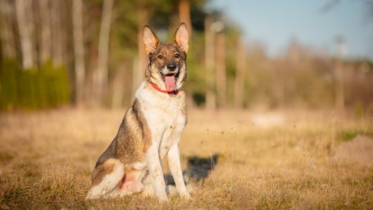 Czesmir - wpatrzony w człowieka, łagodny, kochany psiak BŁAGA o dom!