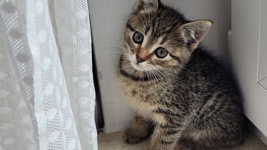 Cztery 8 tygodniowe kocięta szukają domów!