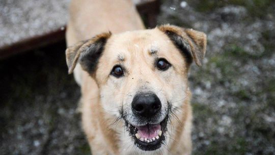 Dex - przyjazny, wesoły biszkopcik szuka domu!