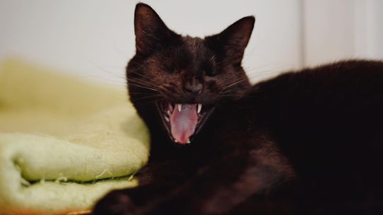 Donald - łagodny, wesoły, skory do zabaw kotek