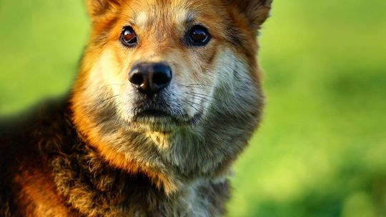 Fido - wesoły, przyjazny psiak szuka PILNIE domu!