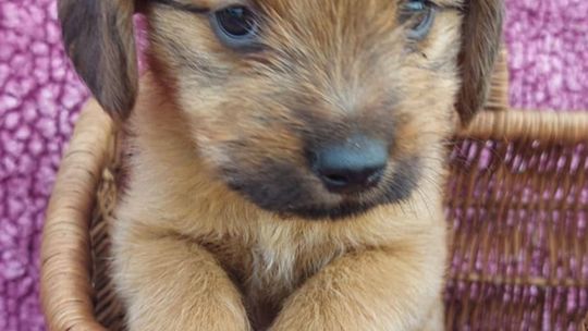 Hermiona - 8 tygodniowa czarodziejka szuka domu!