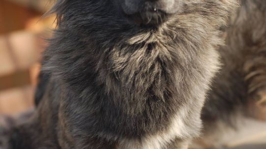 Hojrak - niewielki psiak z wielkim sercem szuka domu!